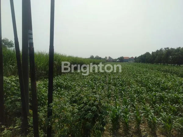 image TANAH PEKARANGAN SIAP BANGUN 0 JALAN RAYA PROVINSI MOJOAGUNG (2)