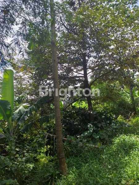 image TANAH PERKEBUNAN YANG SANGAT MENGUNTUNGKAN (2)