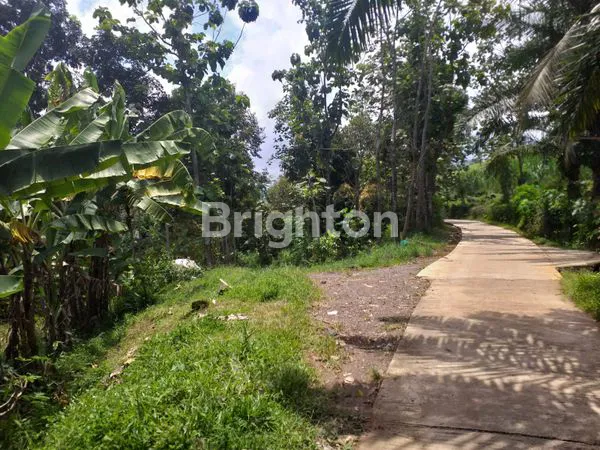 image TANAH PERKEBUNAN YANG SANGAT MENGUNTUNGKAN (1)