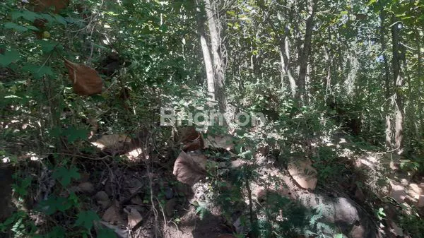 image TANAH BESERTA POHON JATI (2)