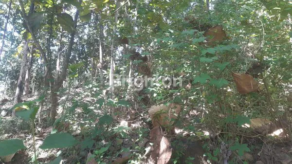 image TANAH BESERTA POHON JATI (1)