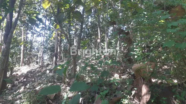 image TANAH BESERTA POHON JATI (3)