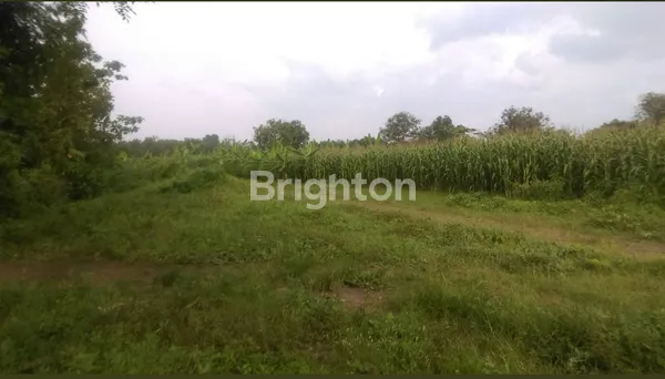 image TANAH KAVLING LUAS 35 HEKTAR DI LOKASI FUTURE DEVELOPMENT KABUPATEN SUBANG, JAWA BARAT (4)