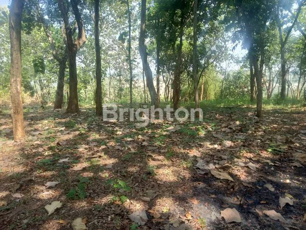 image TANAH LUAS NAN TEDUH DI PINGGIR JALAN RAYA (1)