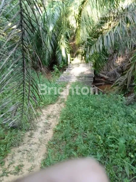 image TANAH LUAS 4 HEKTAR DI IKN HARGA MURAH (1)