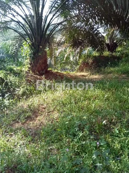 image TANAH LUAS 4 HEKTAR DI IKN HARGA MURAH (3)