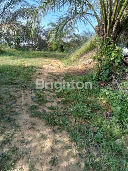 image TANAH LUAS 4 HEKTAR DI IKN HARGA MURAH (2)