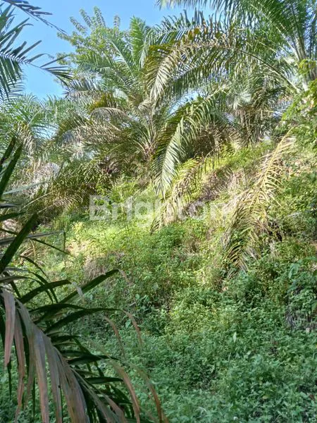 image TANAH LUAS 4 HEKTAR DI IKN HARGA MURAH (5)