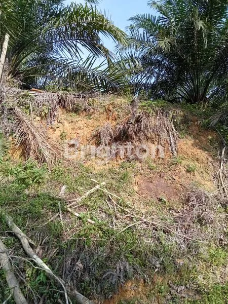 image TANAH LUAS 4 HEKTAR DI IKN HARGA MURAH (6)