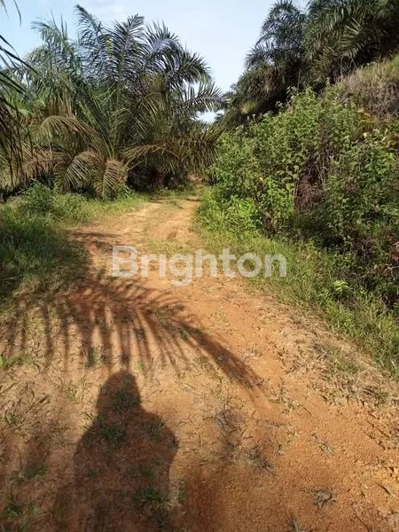 image TANAH LUAS 4 HEKTAR DI IKN HARGA MURAH (7)