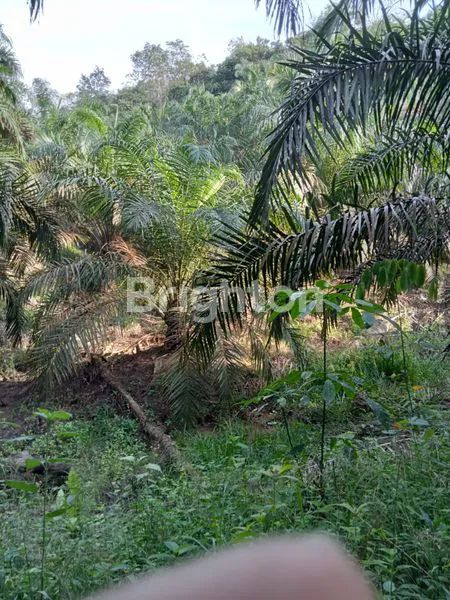 image TANAH LUAS 4 HEKTAR DI IKN HARGA MURAH (8)