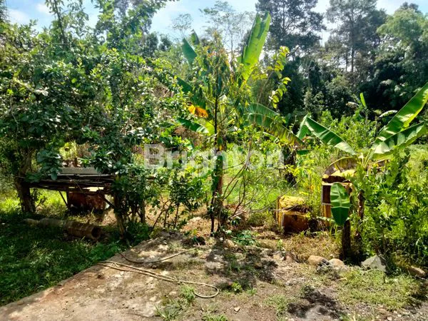 image PLALANGAN  (3)