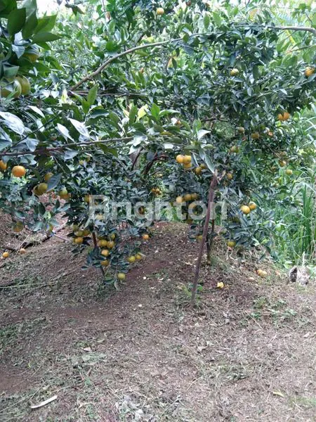 Gambar Property DAU BATU SANGAT COCOK UNTUK KEBIN JERUK