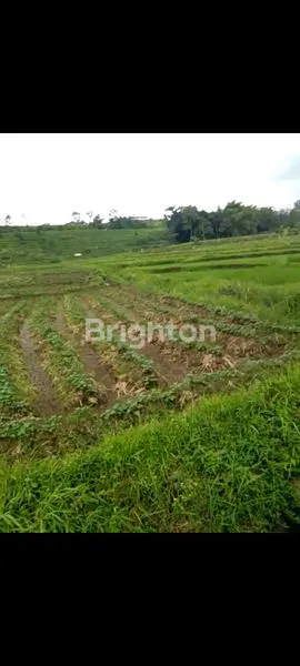 image TANAH KOTAK BAGUS RATA PACET (1)
