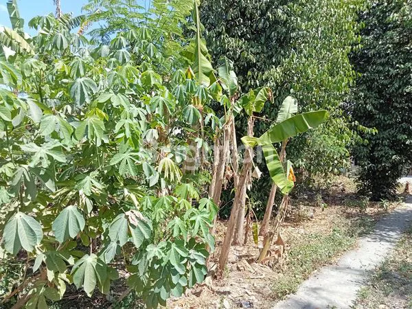image TANAH PEKARANGAN LUAS 500 M, DI TENGAH PEMUKIMAN PENDUDUK, AKSES JALAN CON BLOK, LOKASI DALAM RING ROAD SELATAN, STRATEGIS MUDAH DIAKSES, 60 METER KE  RING ROAD SELATAN, 300 M KE PANGGUNG KRAPYAK, 1 KM KE PLENGKUNG GADING, 3 KM KE MALIOBORO. (3)