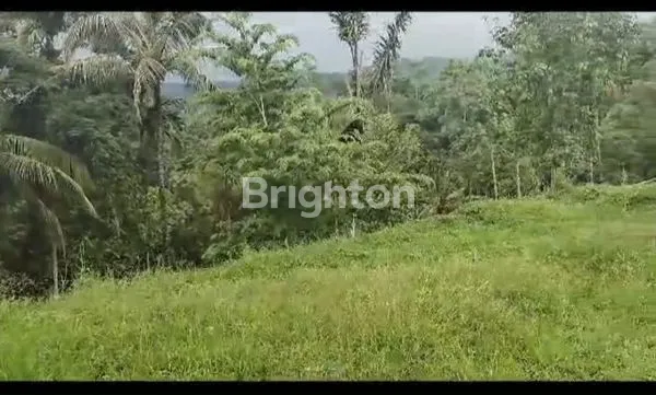 image TANAH IJEN RESORT BANYUWANGI (4)