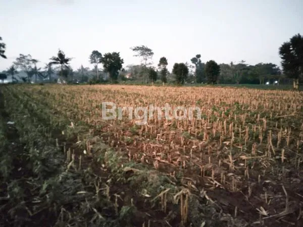TANAH SAWAH MURAH BANYUWANGI