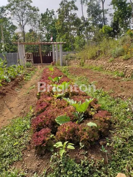 image RUMAH HITUNG TANAH DENGAN HALAMAN LUASS DI DEKAT SALIB PUTIH KOPENG (5)