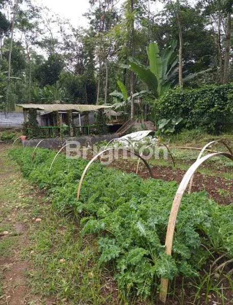 image RUMAH HITUNG TANAH DENGAN HALAMAN LUASS DI DEKAT SALIB PUTIH KOPENG (7)