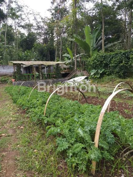 image RUMAH HITUNG TANAH DENGAN HALAMAN LUASS DI DEKAT SALIB PUTIH KOPENG (6)