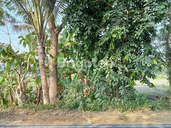 image SAWAH LUAS ZONA KUNING, LEBAR DEPAN 12 M, BISA PROSES PENGERINGAN, PINGGIR JALAN  ASPAL  SINDUMARTANI, NGEMPLAK, JALUR WISATA GOWES, VIEW GUNUNG MERAPI, 1 KM KE PASAR JAMBON, 8 KM KE UII KALIURANG. (2)