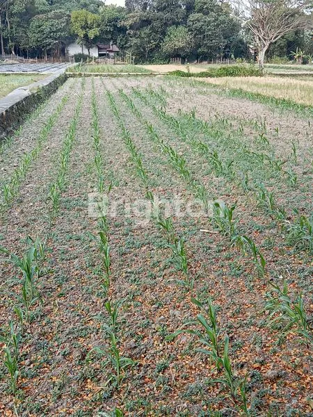 image SAWAH LUAS ZONA KUNING, LEBAR DEPAN 12 M, BISA PROSES PENGERINGAN, PINGGIR JALAN  ASPAL  SINDUMARTANI, NGEMPLAK, JALUR WISATA GOWES, VIEW GUNUNG MERAPI, 1 KM KE PASAR JAMBON, 8 KM KE UII KALIURANG. (1)