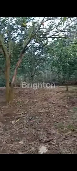 image TANAH COCOK UNTUK PERKEBUNAN DI MALANG (2)