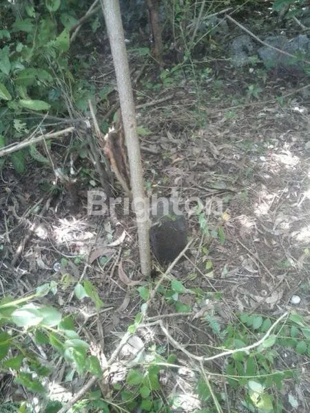 image TANAH VIEW LAUT  SELUAS 30 ARE SUDAH DIRATAKAN DAN DIPONDASI KELILING SIAP BANGUN DI PECATU, COCOK UNTUK DIBANGUN VILLA ATAU HOTEL (2)