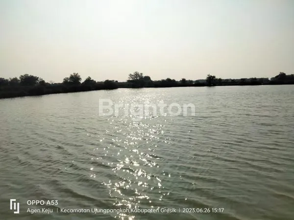 image TAMBAK BANDENG AKTIF DI UJUNG PANGKAH GRESIK JAWA TIMUR (3)