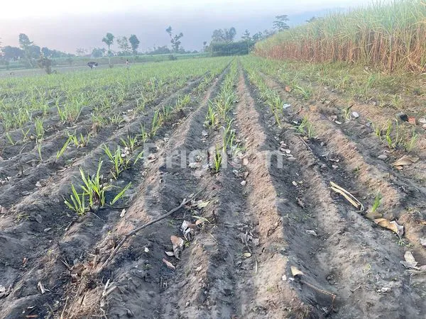 image TANAH MURAH DI WATES (2)