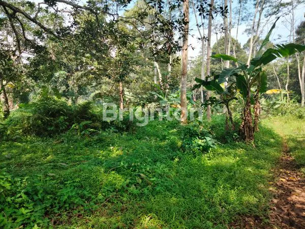 image TANAH KEBUN (2)