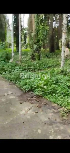 TANAH UNTUK KANDANG AYAM / TERNAK