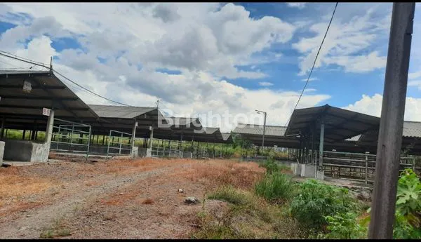 image JUAL TANAH KANDANG SAPI DESA WINDUREJO KECAMATAN KUTOREJO, MOJOKERTO (7)