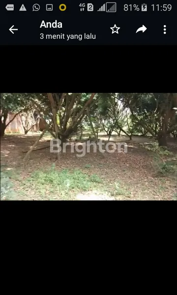 image LAHAN LUAS KEBUN KLENGKENG PRODUKTIF DI JABUNG MALANG (3)