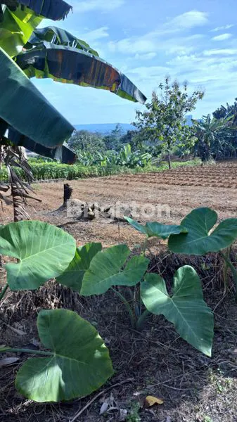 image TANAH SENTUL BOGOR (1)