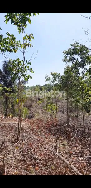 image TANAH PERKEBUNAN (2)