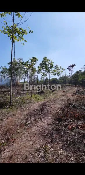 image TANAH PERKEBUNAN (3)