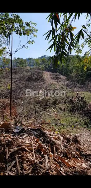 image TANAH PERKEBUNAN (4)