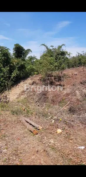 image TANAH PERKEBUNAN (5)