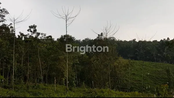 image TANAH PERKEBUNAN (6)