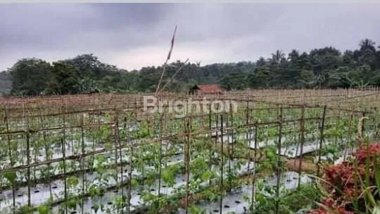 image LAHAN LUAS COCOK UNTUK INVESTASI WANAYASA PURWAKARTA (5)