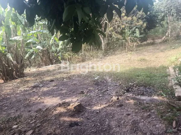 image TANAH HIJAU DI DATARAN TINGGI  (1)