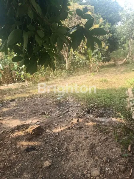 image TANAH HIJAU DI DATARAN TINGGI  (2)