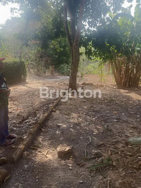 image TANAH HIJAU DI DATARAN TINGGI  (4)