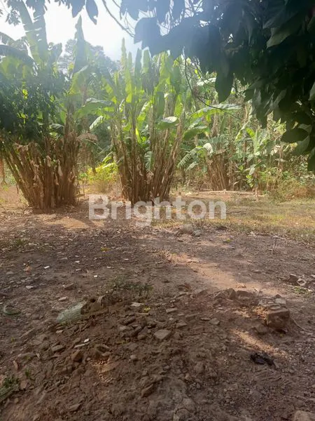 image TANAH HIJAU DI DATARAN TINGGI  (3)