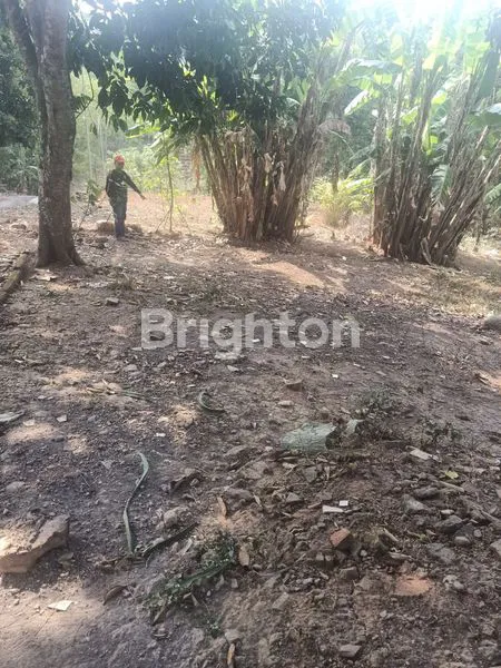 image TANAH HIJAU DI DATARAN TINGGI  (5)