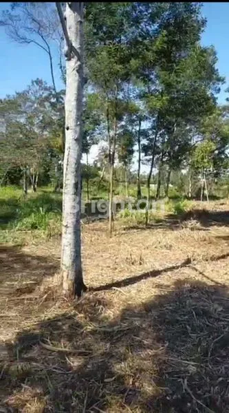 image TANAH KOPENG (2)