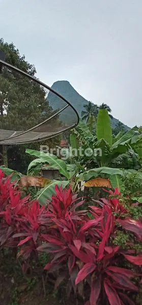 image VILLA MURAH DI GUNUNG BATU BOGOR (4)