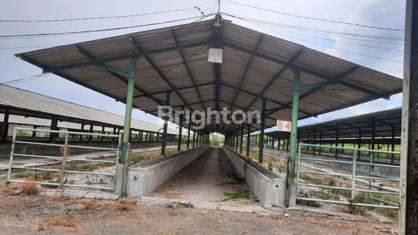 image TANAH KANDANG SAPI, LOKASI DI MOJOKERTO (3)
