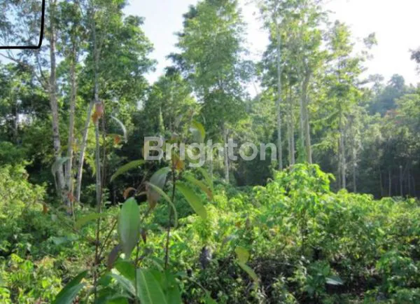 image MARATUA KALIMANTAN TIMUR , JEJER ARASATU VILA (3)